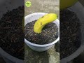 Growing banana tree from banana fruits easy method shorts