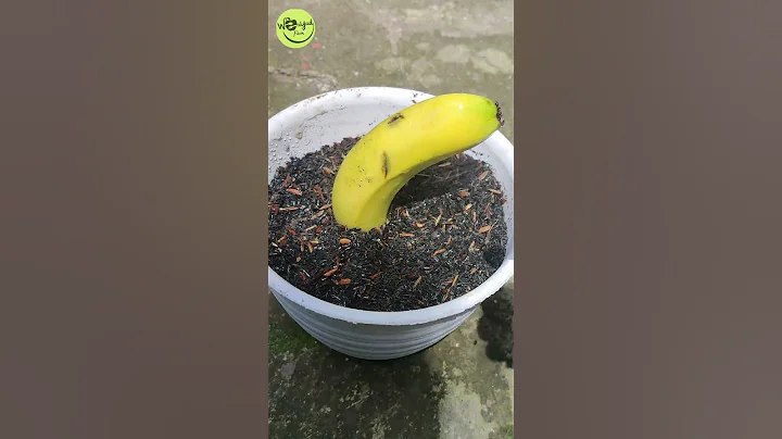 Growing Banana Tree From Banana Fruits [Easy Method] 🍌🍌#shorts - DayDayNews