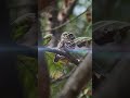 nature #ytshorts #ytsearch #ytviral #birds #nature