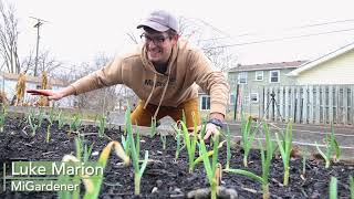 Don't PANIC If Your Garlic Is Growing Early - When to Worry + Ways to Save It by MIgardener 26,323 views 1 month ago 10 minutes, 13 seconds