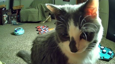 Special!!! - Paw and Order Episode 2