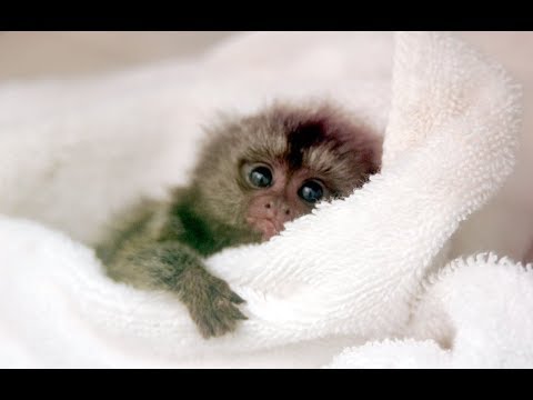 cutebaby finger monkey cutebaby finger monkey