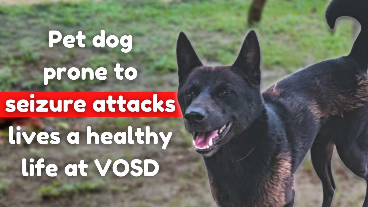 Pet dog's painful days end after finding new hope at VOSD - YouTube