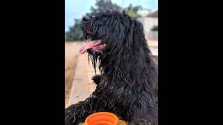 please subscribe #dog #briard #shorts