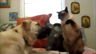 I'll beat you :) Cats & Dog :)  Kedi ve köpeğin oyunu :) screenshot 1