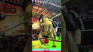 Diosa Megara y Primcesa Sioux llegando a la Arena DTU #shorts #viral