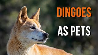 Dingoes as pets and how I exercise mine