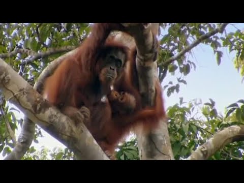 Free Again | Orangutan Diary | BBC Earth