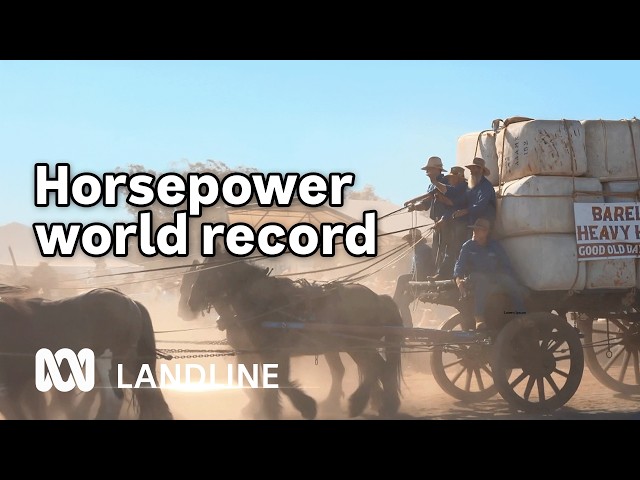Barellan breaks the world record with 62 heavy horses | Landline | ABC Australia