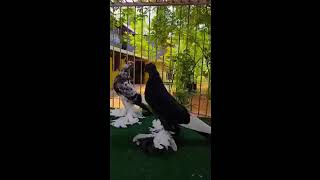 Pomeranian Pouter Membership Code  Upc 252  Ph  95622 32323