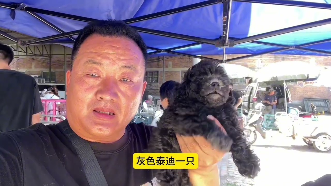 这是一只韩版爆毛比熊，帮粉丝代购立省几千元，这话亮哥绝不是吹