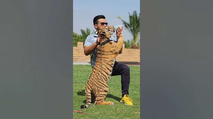 Feeding To 6 Month Old Tiger Cub | Nouman Hassan |