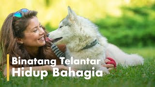 Transformasi Binatang Telantar, Dari Dibuang Hingga Diadopsi