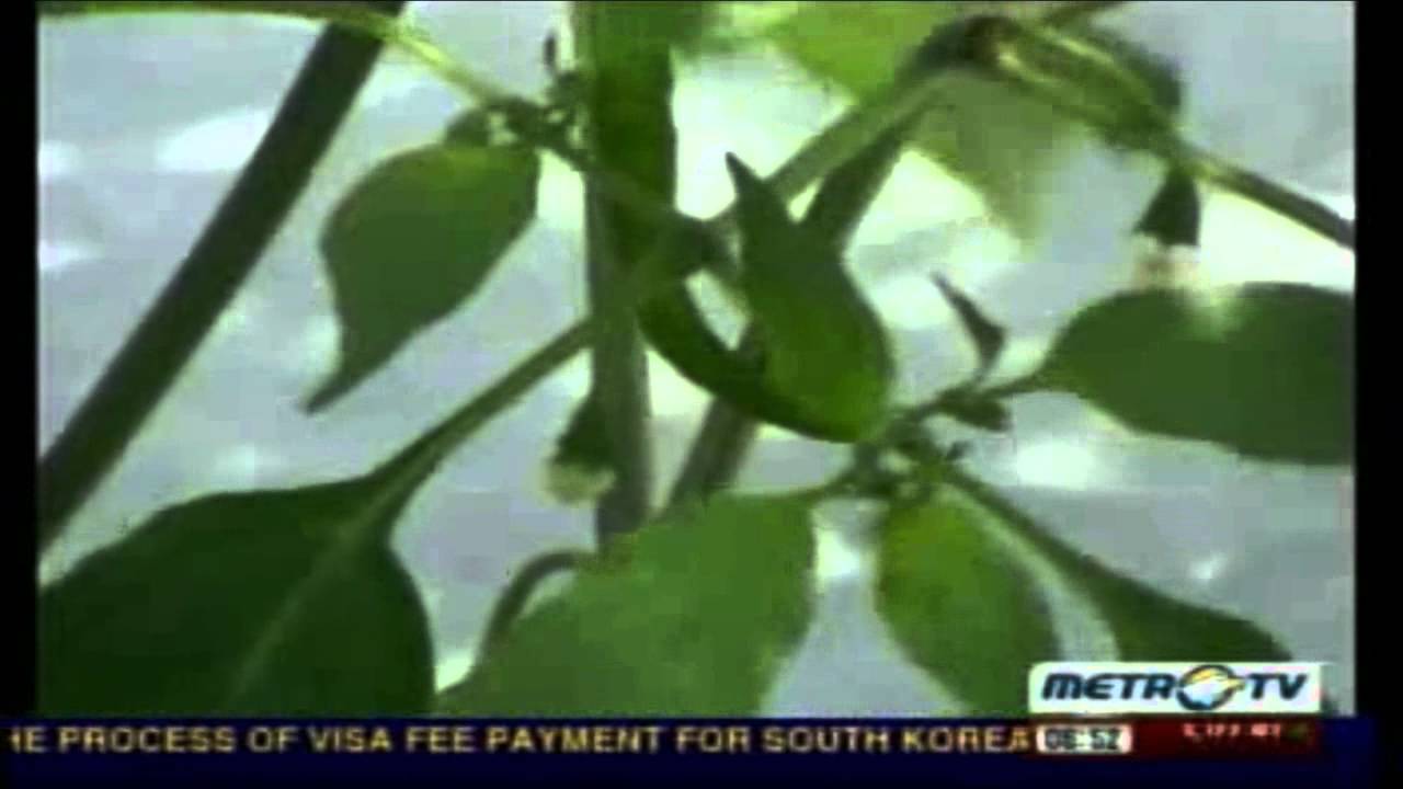 Kebun buah Mangunan by Indonesa Now @ METROTV