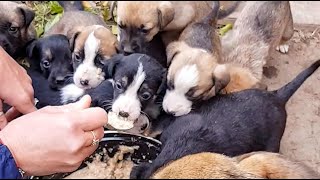 Rescue 10 abandoned puppies