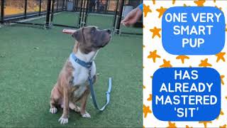 MEET GEORGE AT KC PET PROJECT