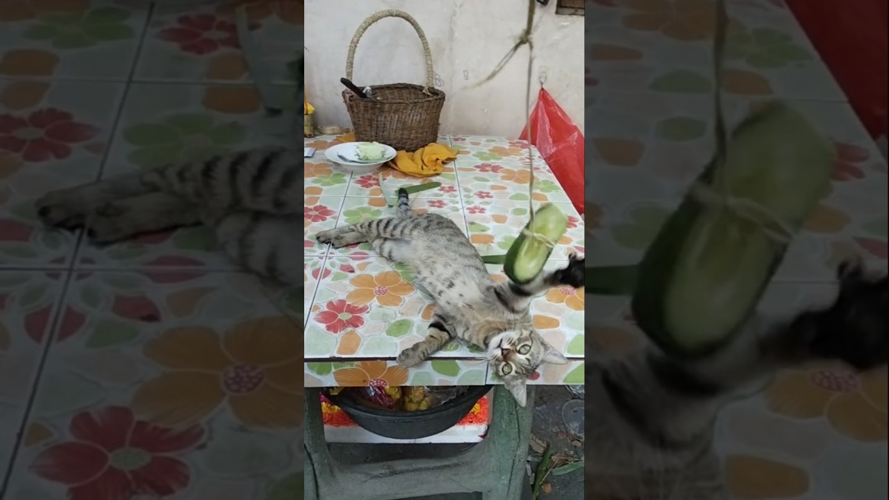 don't mess around.  #animation #animals #shortvideo #kitten  #cuteanimal