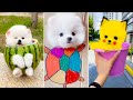 Cute pomeranian puppies doing funny things 13  cute and funny dogs 2024