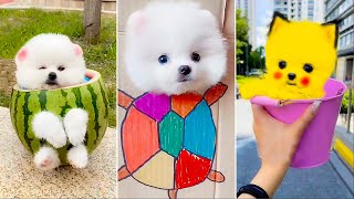 Cute Pomeranian Puppies Doing Funny Things #13  Cute and Funny Dogs 2024