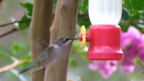 Humming Bird & Crepe Myrtle 2 (3)