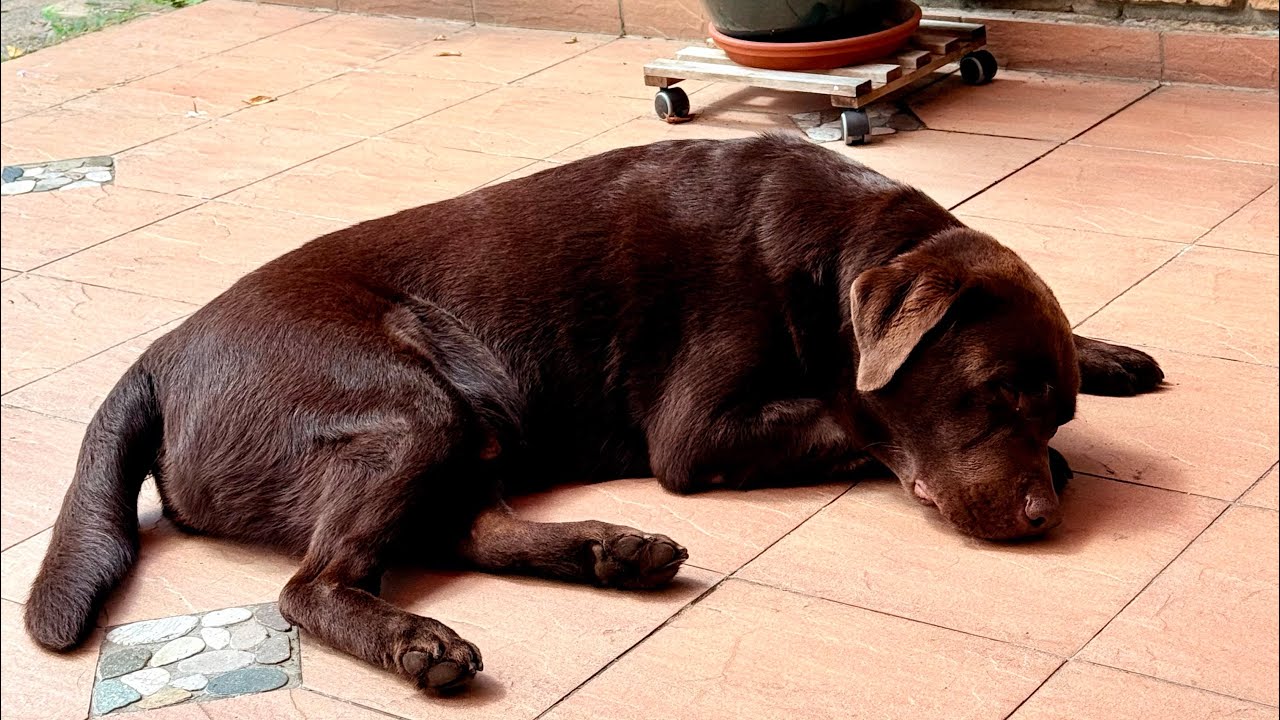 Dog Training with blunder