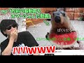 自分の飯動画をオマージュした動画を見たら、マーモットで爆笑するもこう先生【2023/5/19】