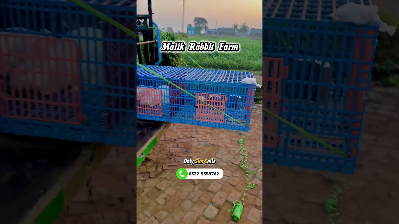 🚚🐰 کلر کہار کے عمران خان نے بھی کیا صحیح انتخاب!
