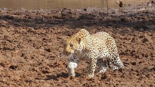 Leopard Stalking Impala