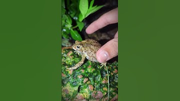Boing boing the frogs how to catch frogs funny | Catch two funny frogs | tep longheng funny frog