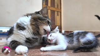 O grande gato encontra os gatinhos pela primeira vez!