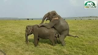 elephants @ kawudulla