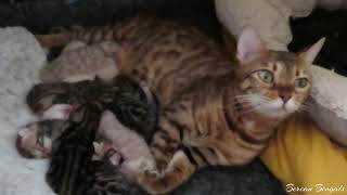 Bengal Kittens 1 Week Old in their Den