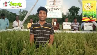 Swarna Seeds Improved paddy. @CHAMP SS 511. FARMAR FEEDBACK. EXCELLENT 👍👍