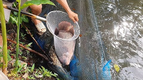 Dùng cách này, bắt sạch cá rô dưới ao, rất đơn giản, dể làm