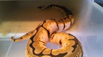 Ovulation in ball python!