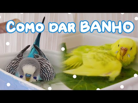 Vídeo: Como Dar Banho Em Periquitos