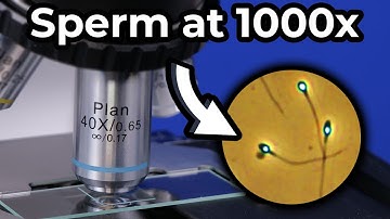 How Much Magnification You Need to See Sperm