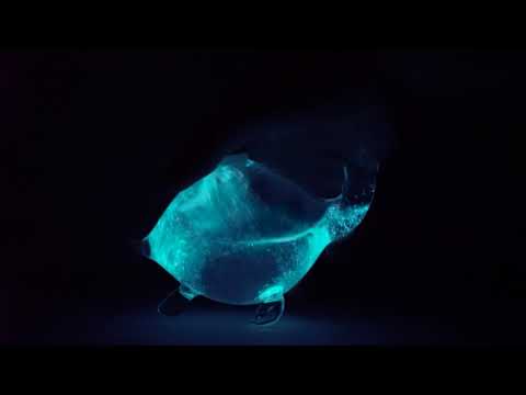 The Bioluminescent Bio-Turtle
