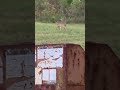 watching two small bucks #hunting #deerhunting #fyp #@TylerArcherOutdoors #scouting