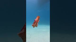 Nudibranch Swims in Clear Daylight Waters