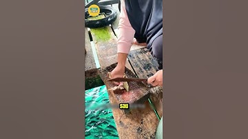 Cách Bắt Cá Độc Lạ Chỉ Có Ở Ấn Độ!