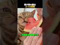 我が家の猫はスイカ泥棒