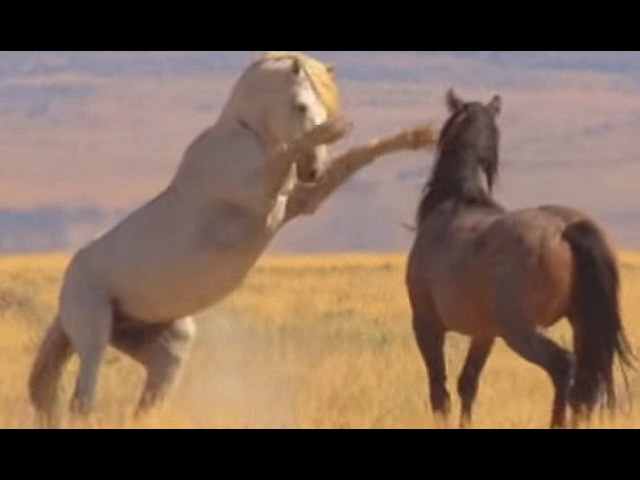 Dois Cavalos Selvagens Abraçando Pulando Área Mccullough Peaks