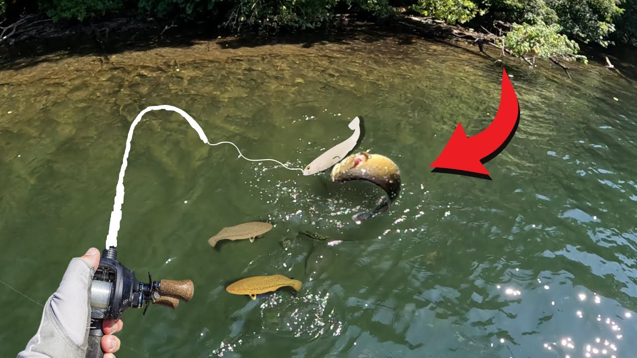 Catching GIANT Smallmouth On Big Swimbaits!!! Clear Water Magdraft Bass Fishing…