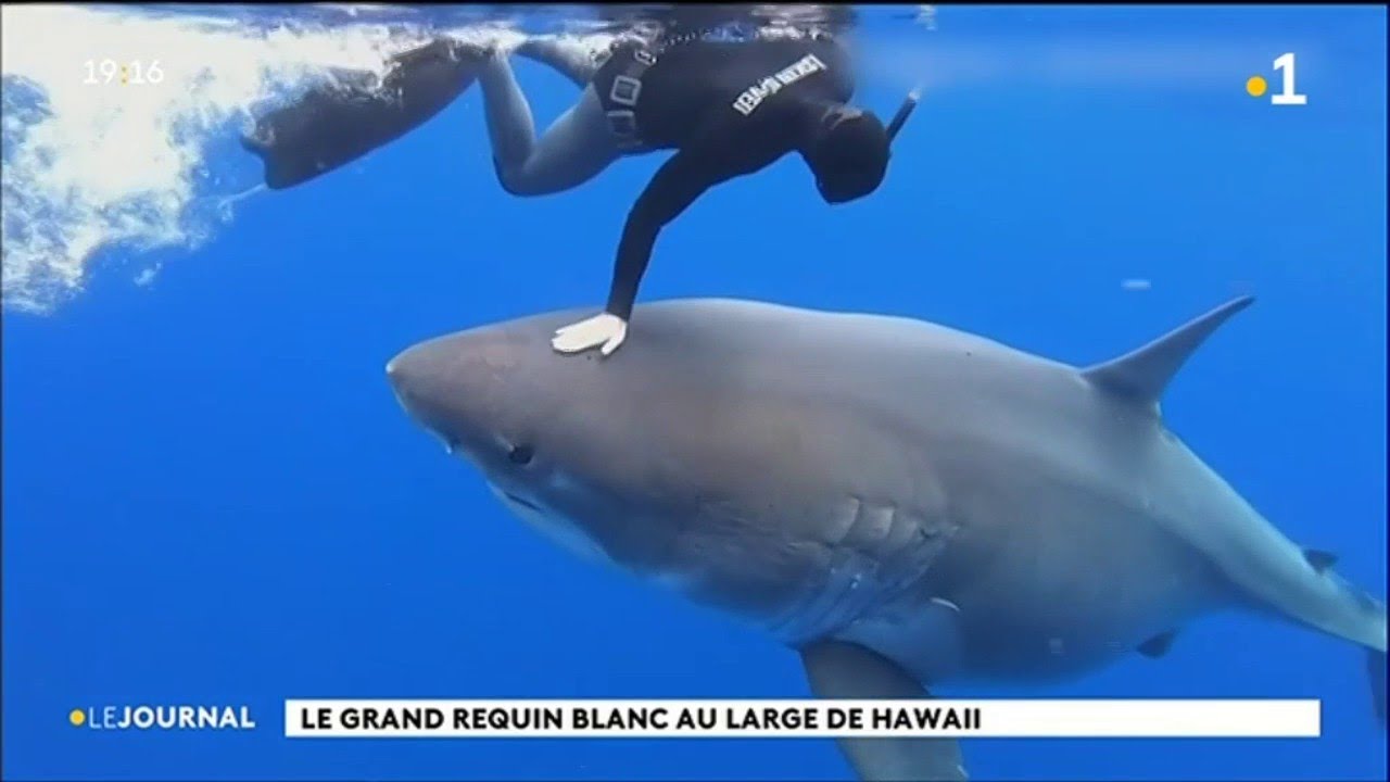 Ocean Ramsey x Xcel : une collection pour la défense des requins