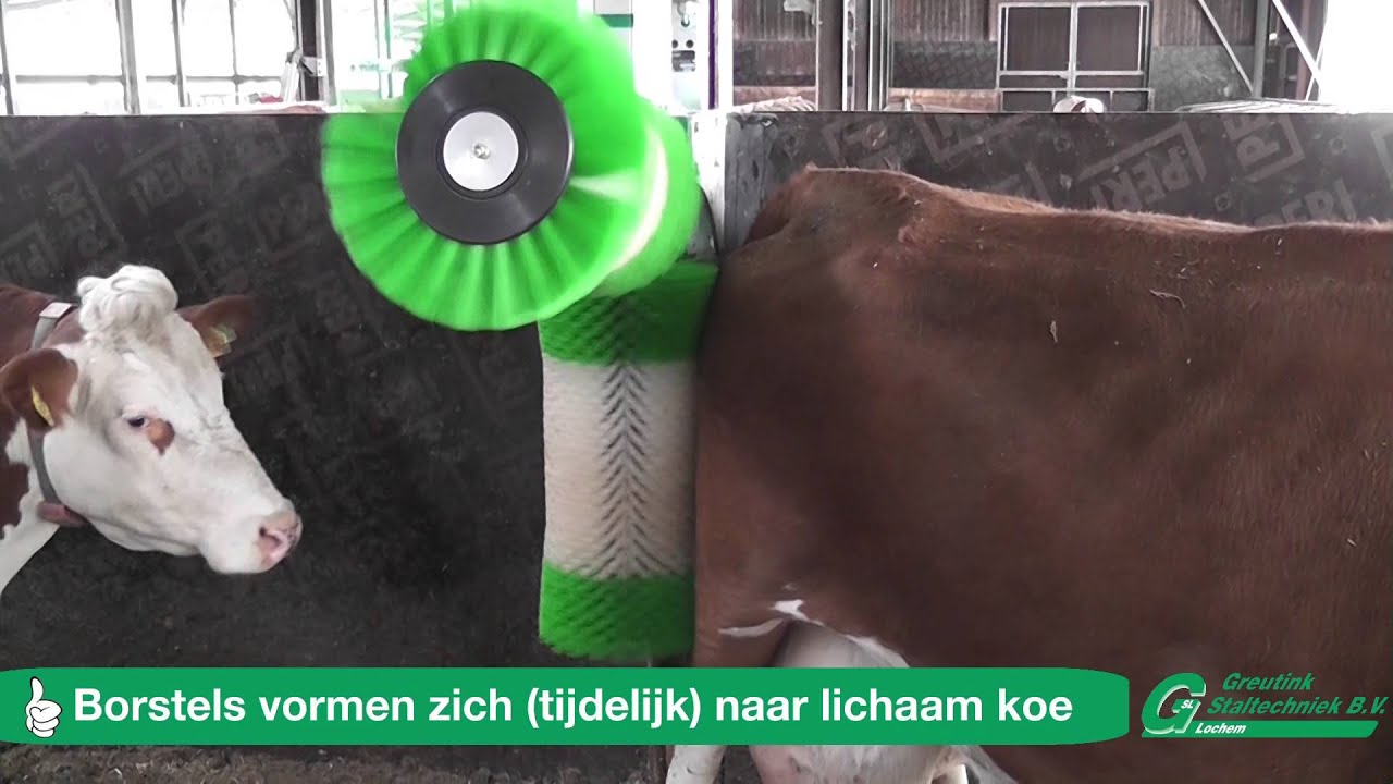 Greutink Schurr electische dubbele koeborstel