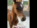 شوف جمال صهيل الفرس لبنتها وصهيل المهرة ردا على امها شوف جمال صهيل الفرس لبنتها وصهيل المهرة ردا على امها