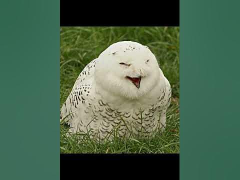 Смеющаяся сова - YouTube
