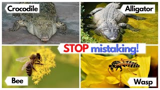 STOP confusing these animals and things! Educational video in English.