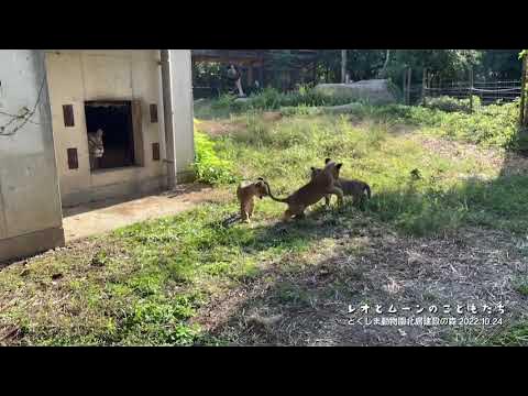 とくしま動物園北島建設の森 子ライオンの様子を公開(はじめてのパドック) YouTube